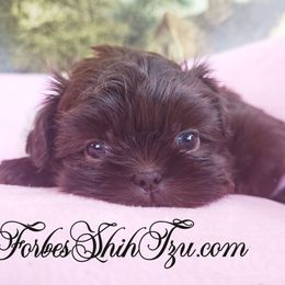Boy 3 - Liver male Shih Tzu puppy in Ocala, Florida from Forbes Shih Tzu