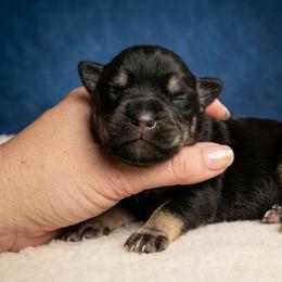 Champ - Black and silver male Miniature Schnauzer puppy in Houston, Texas from Haughton Farm