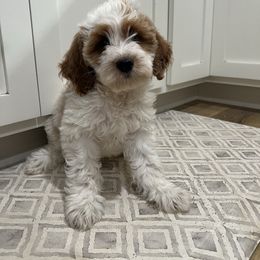 Crosby - Red and white male Cockapoo puppy in Beresford, South Dakota from DAKOTA DOOD RANCH