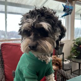 Layla - Cockapoo