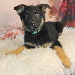 Lilly - Black and tan female German Shepherd puppy in Holden, Missouri from Shiloh's Shepherds & Ridgebacks