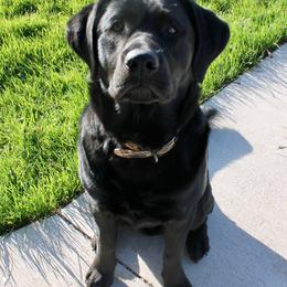 Dilute Retriever, Golden Retriever, and Labrador Retriever All Grown Up from Grimm Girls Farm