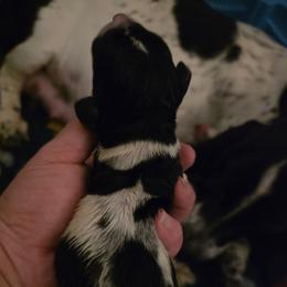 Girl 7 - Black and white female Basset Hound puppy in Princeton, Minnesota from Blissful Basset Hounds