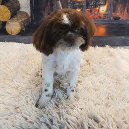 Shelly - Shih Tzu