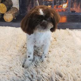 Shelly - Shih Tzu