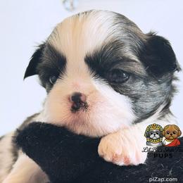 Milo - Sable and white male Shih Tzu puppy in Walkertown, North Carolina from Lil’ Bit’s Shih Tzu