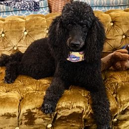 Poodles from CiscoStandardPoodles