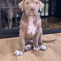 Feta - Brown American Bully puppy in New Jersey from BURI Bull Kennels