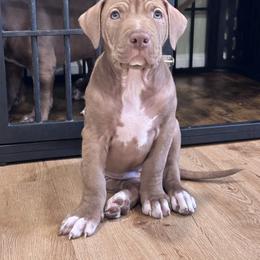 Feta - Brown American Bully puppy in New Jersey from BURI Bull Kennels
