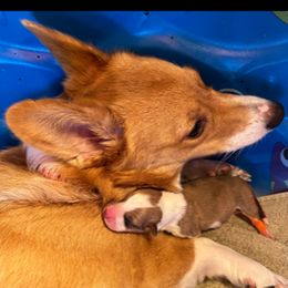 Olive - Pembroke Welsh Corgi