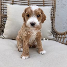 Cedar - Apricot male Goldendoodle puppy in Gilbert, Arizona from Doodle Bliss