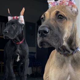 Great Danes from Long Hall Danes