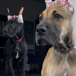 Great Danes from Long Hall Danes