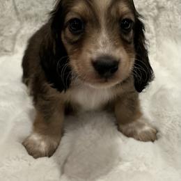 Max - Cream male Dachshund puppy in Charleston, Illinois from Gooddach’s Dachshunds