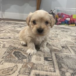 Morkie Puppies from Pawsitive Paws🐾