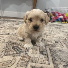 Morkie Puppies from Pawsitive Paws🐾