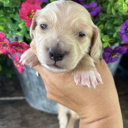 Boy one - Cream male Dachshund puppy in Payette, Idaho from NT Mini Doxies