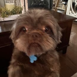 Shih Tzus from RL Phillips Shihtzus