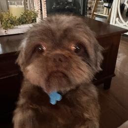 Shih Tzus from RL Phillips Shihtzus