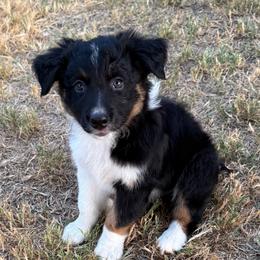 Roger - Black tri-color male Australian Shepherd puppy in Mount Vernon, Texas from RJ's Aussie Posse