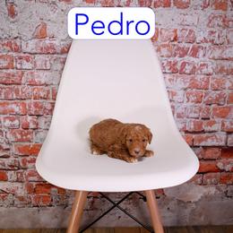 Pedro - Red male Assorted Doodle Crosses puppy in Calhoun, Georgia from Happy Top Doodles
