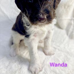 Aussiedoodle Puppies from Dogwood Family Doodles