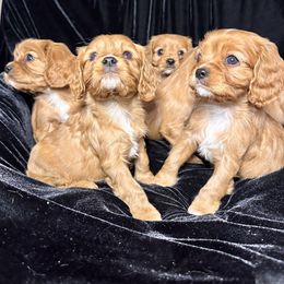 Cavalier King Charles Spaniel Puppies from Sweet Southern Cavaliers and Frenchies