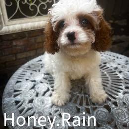 Rain - Blenheim male Cavapoo puppy in Maple Grove, Minnesota from Honey Bit Kennels