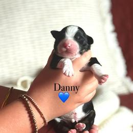 Danny - Black tri-color male Australian Shepherd puppy in Uvalda, Georgia from Happy Ours Australian Shepherds