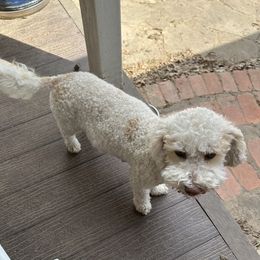 Biscuit - Bichon Frise