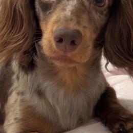 Dachshunds from Dixieland Dachshunds of Tennessee