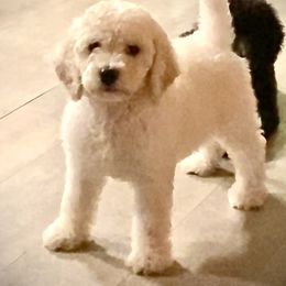 Poodle Puppies from Purple Heart Canines