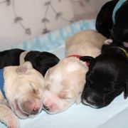 Barbado da Terceira Puppies from Azorean Heritage Barbados
