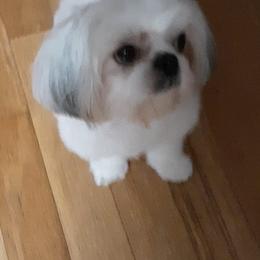 Zoey - Shih Tzu