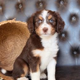 Cora- Has Videos - Brown and white female Aussiedoodle puppy in Troy, South Carolina from Lana Corley- Australian Shepherds of 3/W Farms
