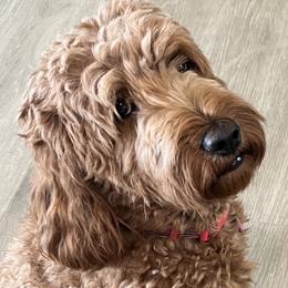 Poppy - Goldendoodle