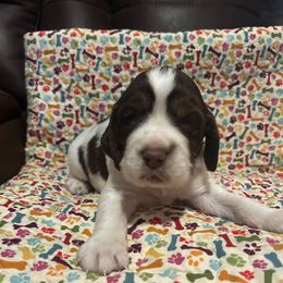 Boy 1 - Liver white and tan male English Springer Spaniel puppy in Tabor City, North Carolina from Big Bay Kennels LLC