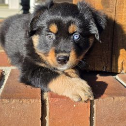 Black tri male with 1 blue eye - Black tri male Miniature Australian Shepherd puppy in Russellville, Alabama from Star B Cattle and Aussies