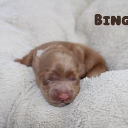Bingo - Golden female Cockapoo puppy in Selma, California from Mollys Dollys