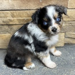 Apple - Blue merle female Toy Australian Shepherd puppy in Mc Lean, Illinois from Kickapoo Creek Toy & Mini Aussies