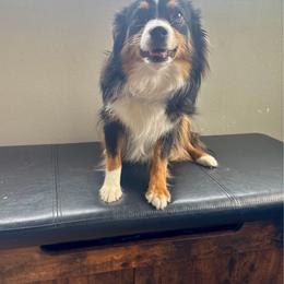 June Bug or Juney Toons - Toy Australian Shepherd