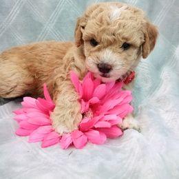 Assorted Doodle Crosses, Shihpoo, and Shih Tzu Puppies from Curls & Paws Canines