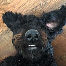 Goldendoodle and Labradoodle All Grown Up from DJ’s Doodles
