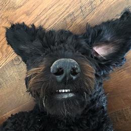 Goldendoodle and Labradoodle All Grown Up from DJ’s Doodles