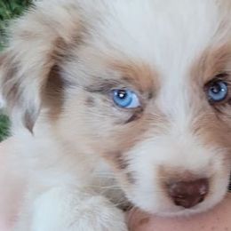 Australian Shepherds from BAR A AUSSIES