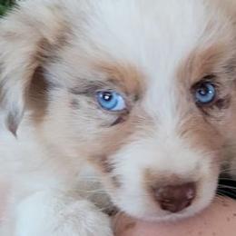 Australian Shepherds from BAR A AUSSIES
