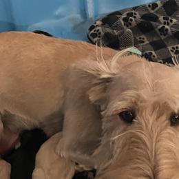 Molly - Scottish Terrier