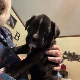 Birdie - Brindle female Boxer puppy in Searcy, Arkansas from St. John’s Boxer Butts