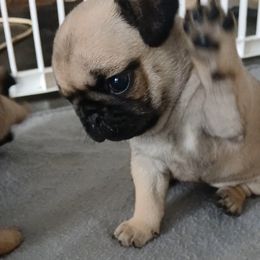 AKC Girl 1 fawn - Fawn female Pug puppy in Blountsville, Alabama from Rock Springs Pugs