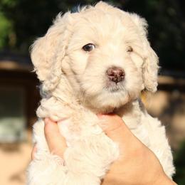 Ladybug - Cream female Goldendoodle puppy in Grants Pass, Oregon from Oregon Valley Doodles